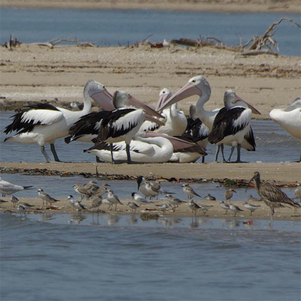 bird-size