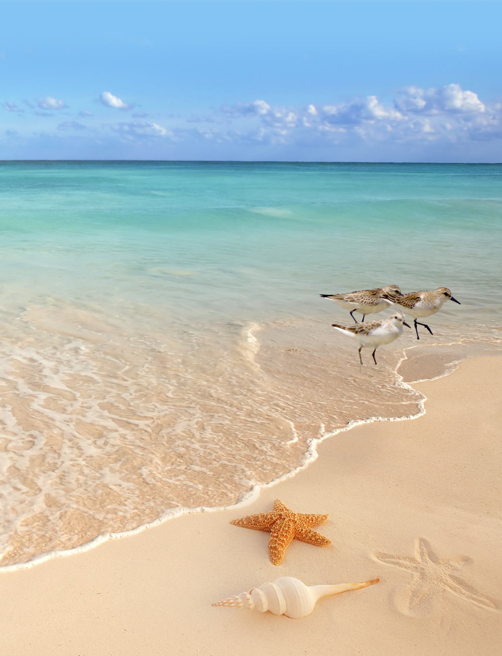 birds-of-the-bay