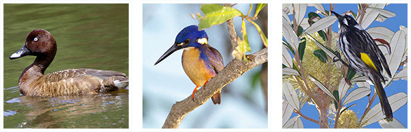 view-birds